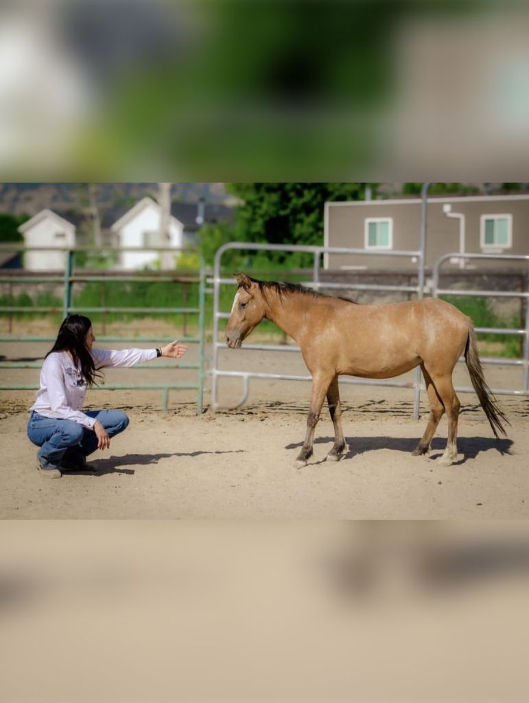 Jennifer asking a horse to move off with an outstretched hand.