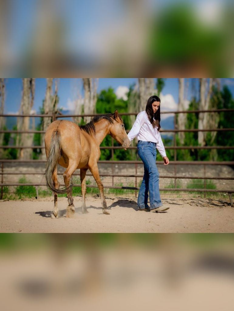 A horse moving away from pressure in the round pen.